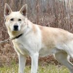 Understanding Dog Language and Signals of German Shepherd Golden Retriever Mix