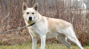 Understanding Dog Language and Signals of German Shepherd Golden Retriever Mix