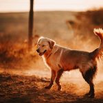 Insurance for Pets of German Shepherd Golden Retriever Mix