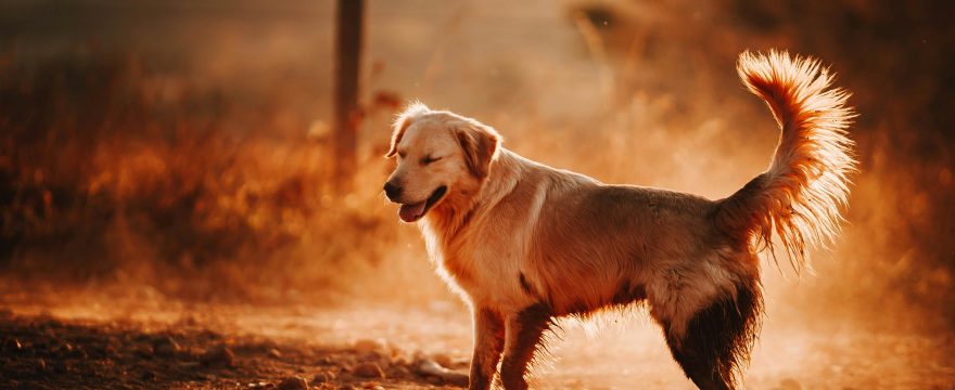 Insurance for Pets of German Shepherd Golden Retriever Mix